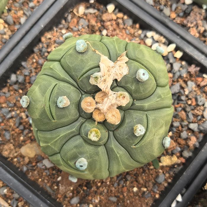 Astrophytum Asterias Cv Kikkos Turtle Shell