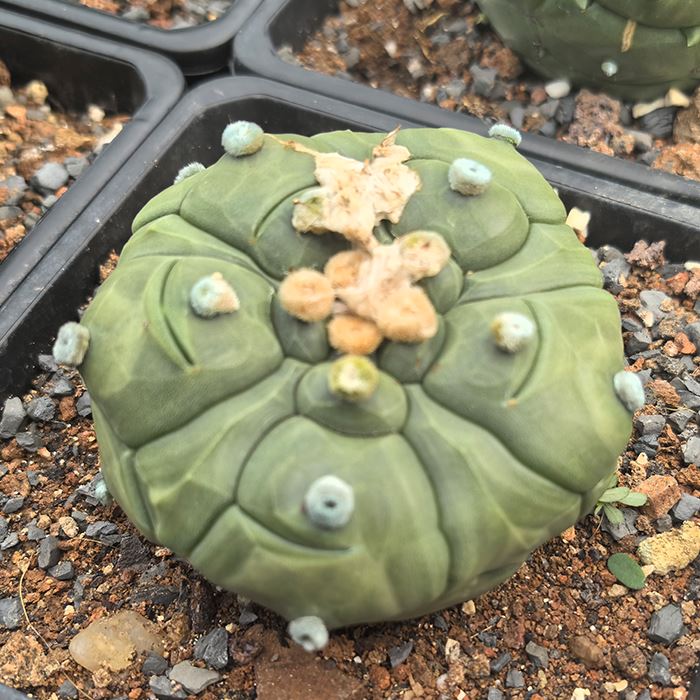 Astrophytum Asterias Cv Kikkos Turtle Shell