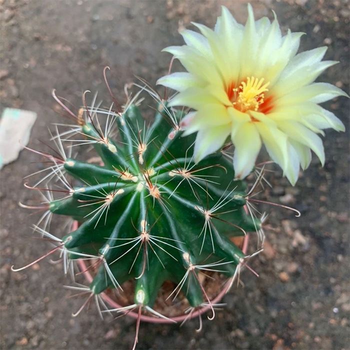 Echinocactus Setispinus
