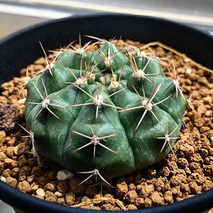 gymnocalycium anisitsii care