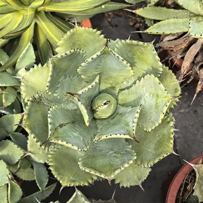 Apa sejarah kegunaan tanaman agave?