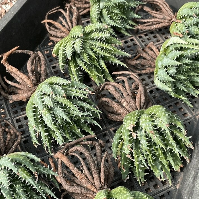 succulent aloe humilis