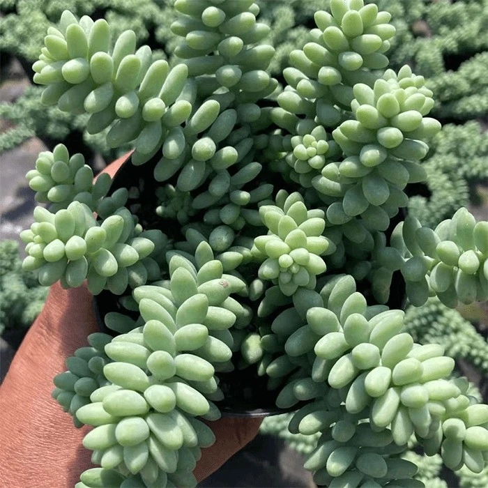 burrito burro's tail