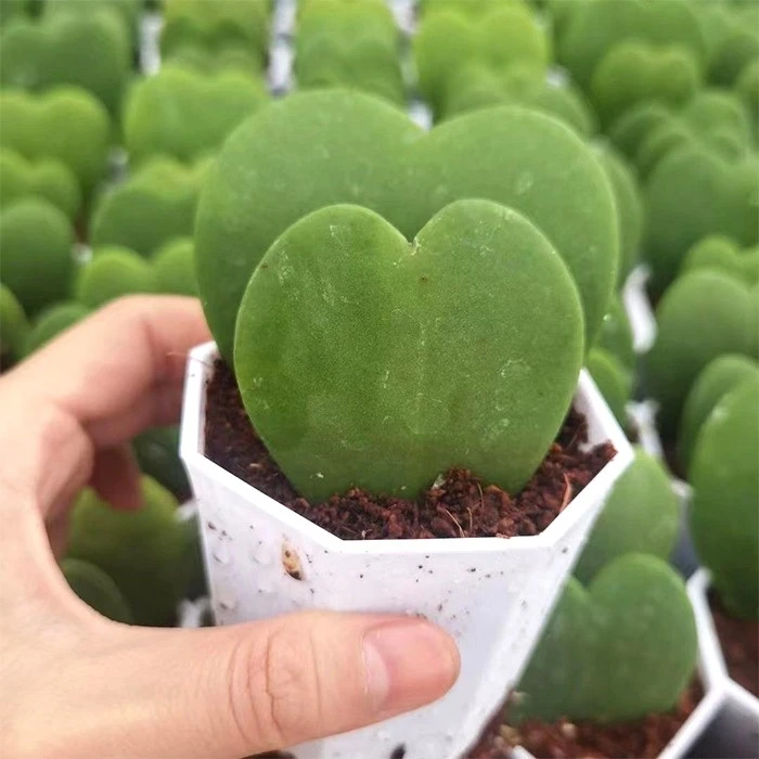 hoya heart succulent