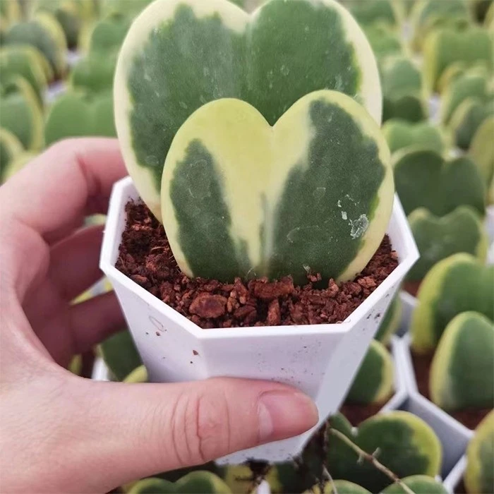 hoya kerrii