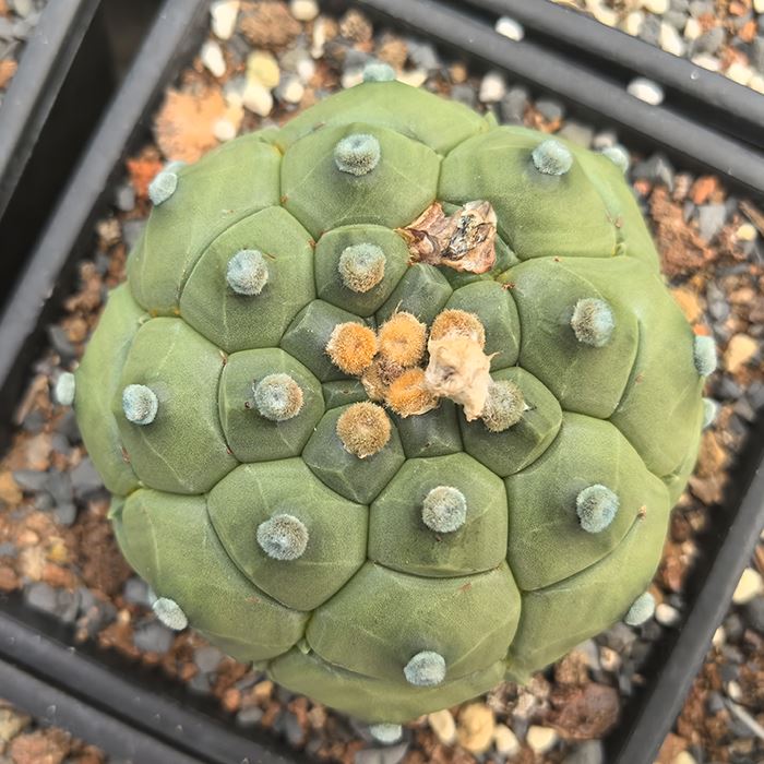 Cangkang Penyu Astrophytum Asterias Cv Kikkos