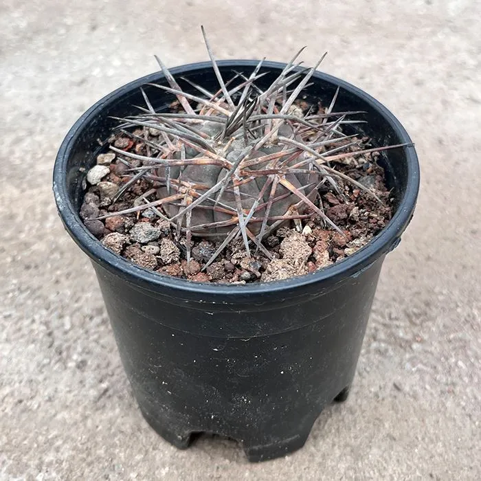 Gymnocalycium Mazanense