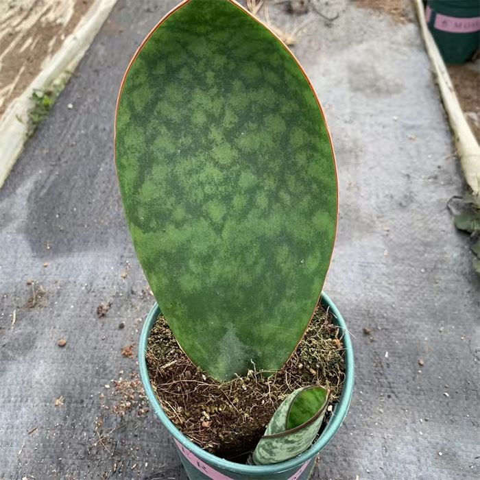 Sirip Paus Sansevieria Masoniana