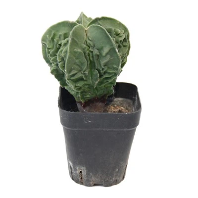 Astrofitum Myriostigma Cv Fukuryu
