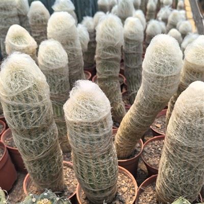 Kaktus Espostoa Lanata
