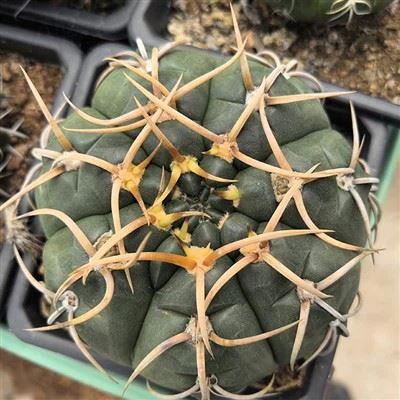 Gimnocalycium Riojense