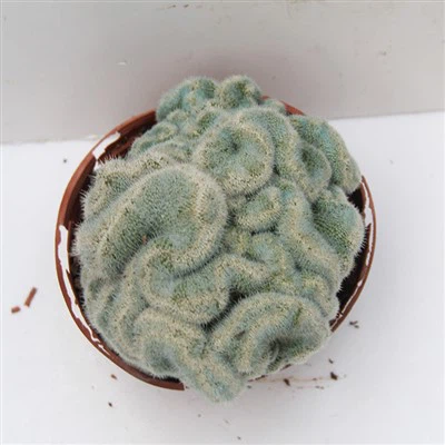 Mammillaria   Albilanata   Cristata