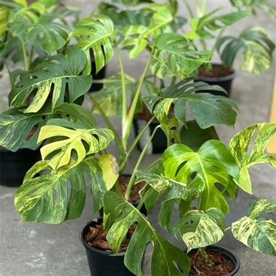 Variegata Kuning Monstera Aurea