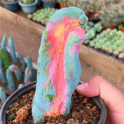 Myrtillocactus Geometrizans Merah Muda Beraneka Ragam