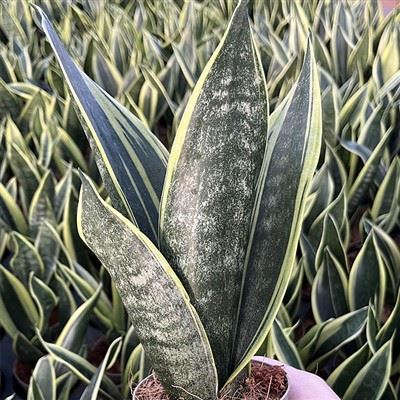 Sansevieria Trifasciata Api Emas