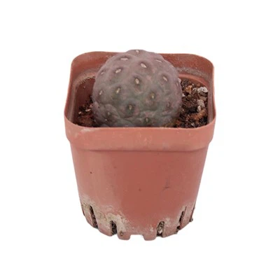 Kaktus Tephrocactus Geometricus